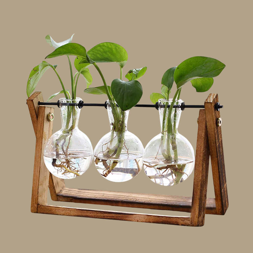 Plant Terrarium